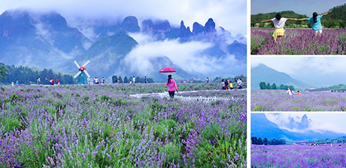 休闲游-薰衣草节1.png