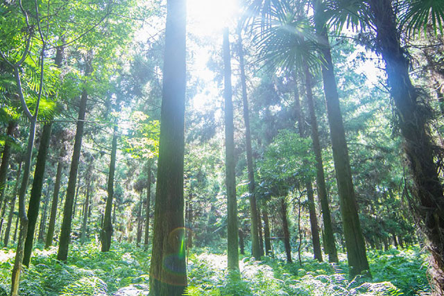 林氧1.jpg 林氧1.jpg
